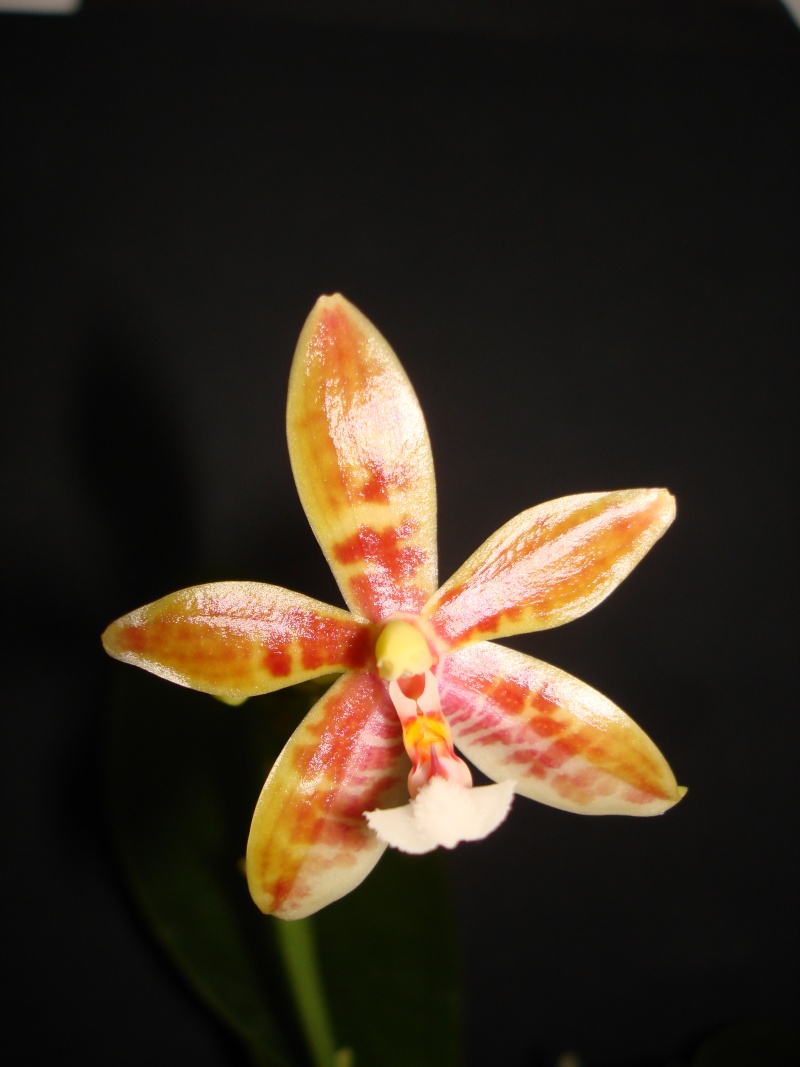 Phalaenopsis Meen Estrella Dsc06418
