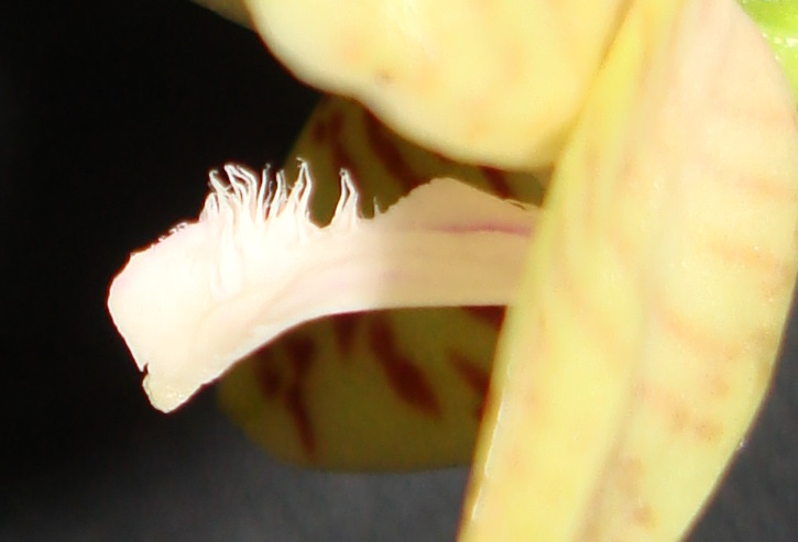 Phalaenopsis pallens var trullifera Dsc06512