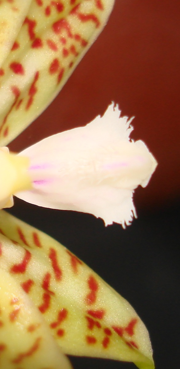 Phalaenopsis pallens var trullifera Dsc06513