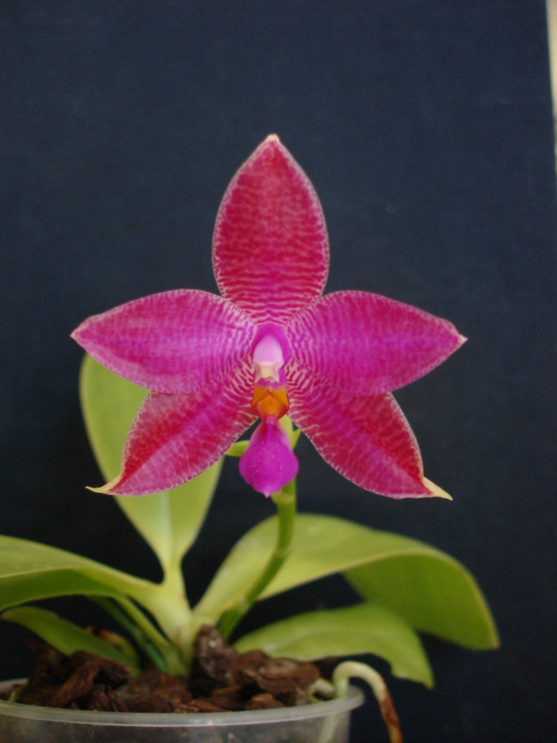 Phalaenopsis Luedde-Violacea Dsc06621