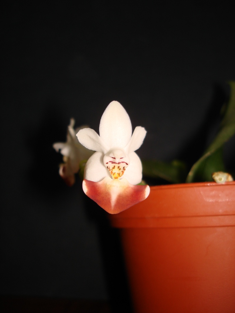 Phalaenopsis Lovely Kid Dsc06622