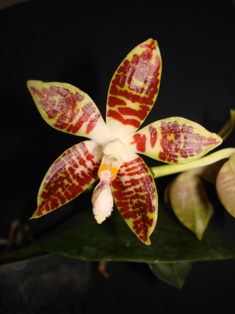 phalaenopsis sumatrana "south thailand" Dsc06623