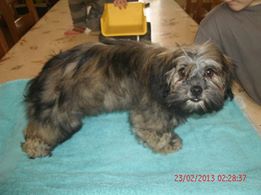 perdue chienne lhassa apso depuis 3 mois maintenant!!!!!! 14779410