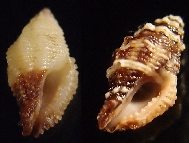 Morula dichrous (Tapparone Canefri, 1880) & Morula striata (Pease, 1868) Habro_11
