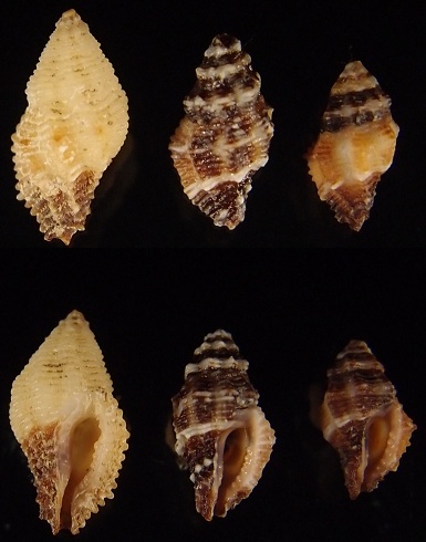 Morula dichrous (Tapparone Canefri, 1880) & Morula striata (Pease, 1868) Habrom10