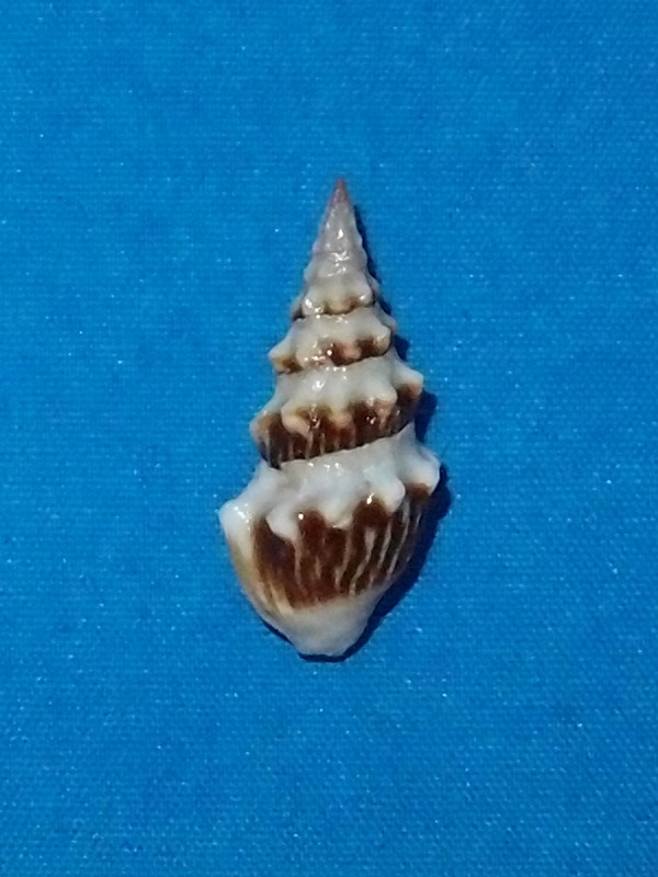 Clavus exasperatus (Reeve, 1843)  P1136310