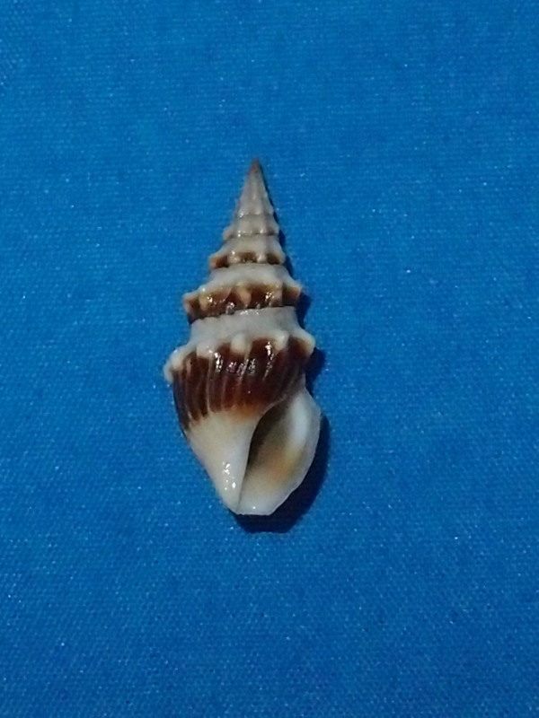 Clavus exasperatus (Reeve, 1843)  P1136311