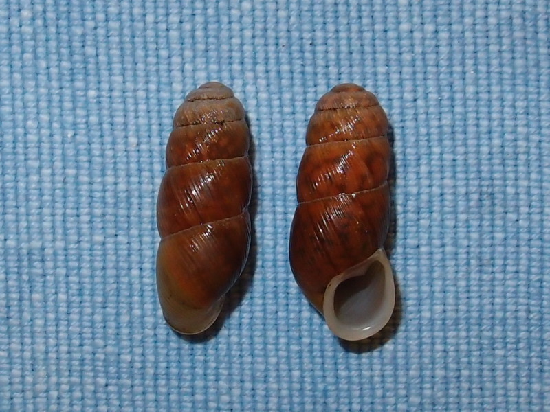 Gonospira palanga (Férussac, 1821) P2096710