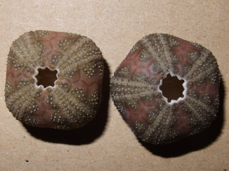 Camarodonta - Temnopleuridae - Microcyphus rousseaui L. Agassiz in L. Agassiz & Desor, 1846 P5210110
