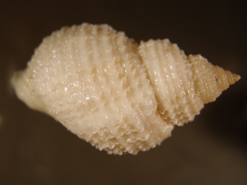 Nucella lapillus (Linnaeus, 1758) Pc026011