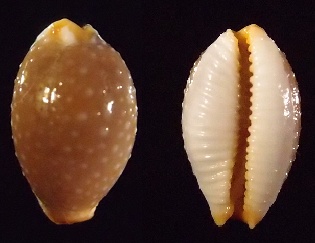 Staphylaea staphylaea laevigata - (Dautzenberg, 1932) Staphy10