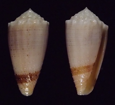 Conus (Strategoconus) varius   Linnaeus, 1758 Varius10