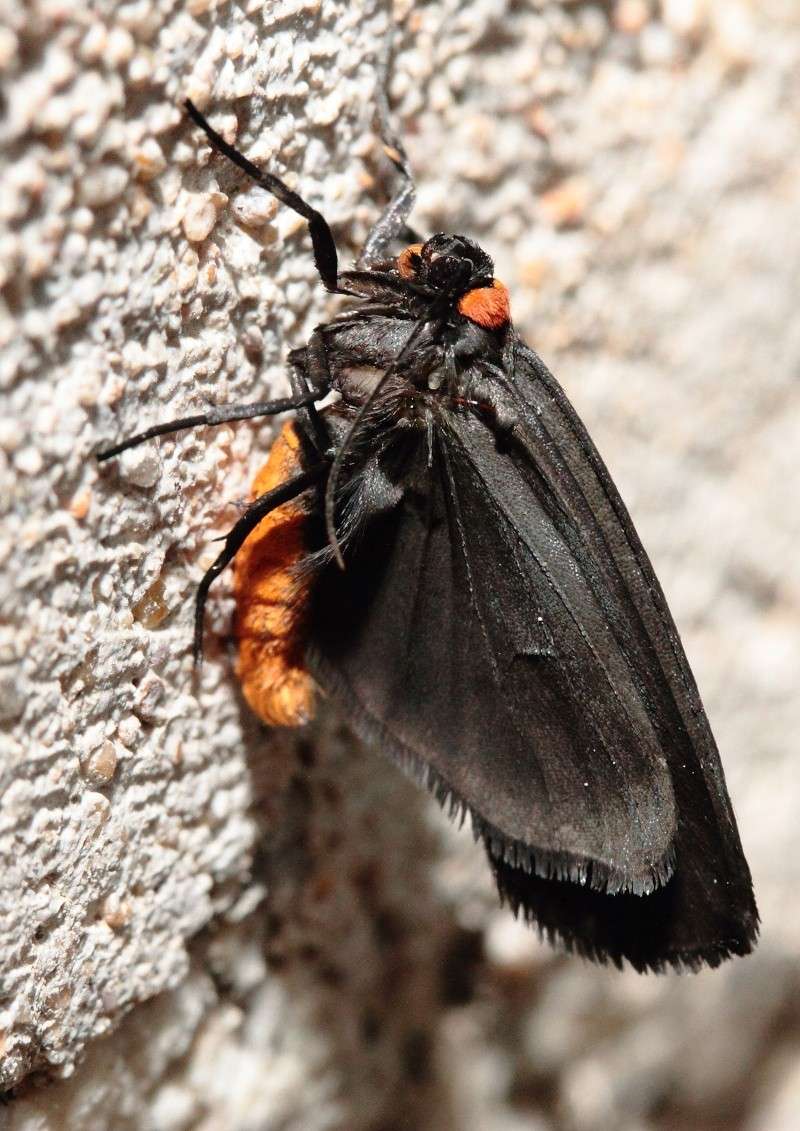 Papillon noir intriguant : Aglaope infausta ? Img_6310