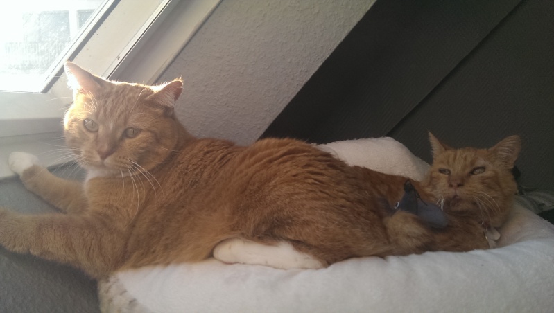 SAFRAN adorable papy roux FIV+ (57) - Handi'cats 2014-027