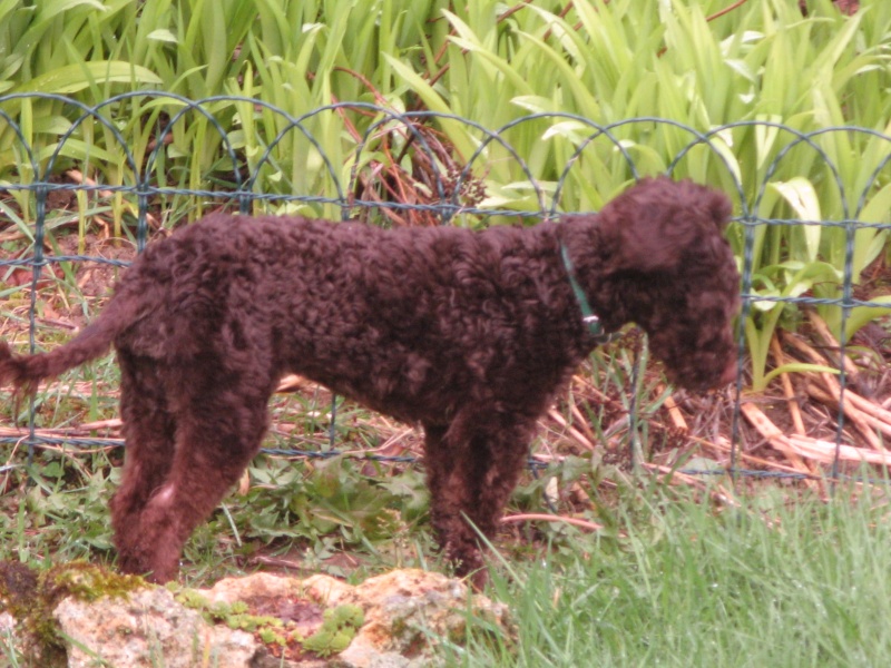 RASTA, croisé caniche noir - 2 ans - M Img_5725