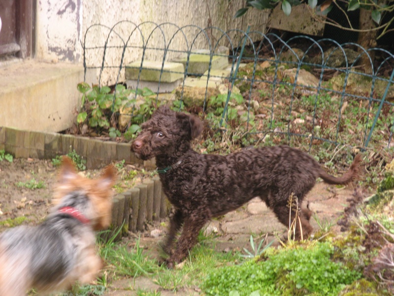 RASTA, croisé caniche noir - 2 ans - M Img_5726