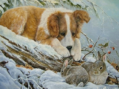 cairn de fevrier 2014 Chien11