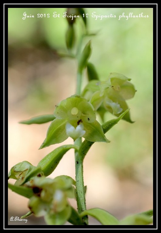 Epipactis rhodanensis nella Liguria occidentale? 00810