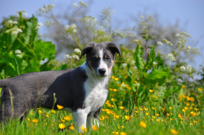 Skype, Border Collie tricole dillué à poil court Skype_13