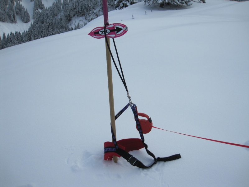 ski jöring 352