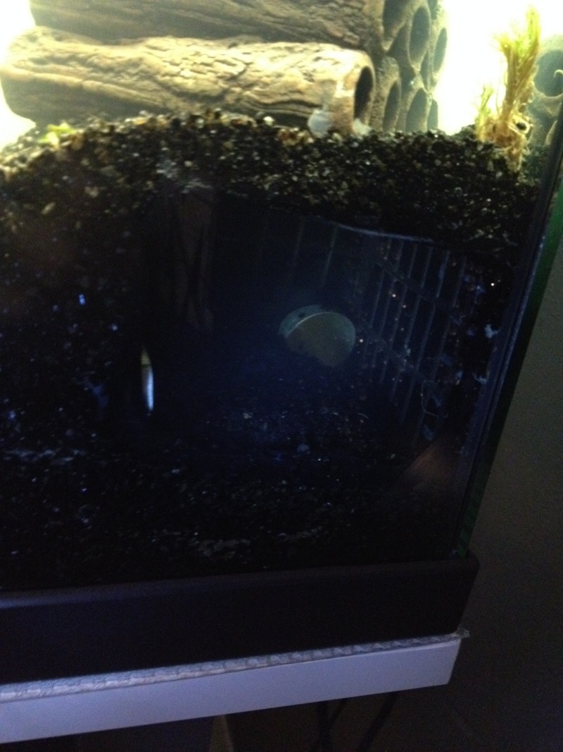 le tout premier aquarium (et) a crevettes Img_4826