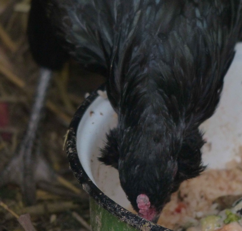 Ca y est : mes poulettes Araucana Splash et noire Arauca15