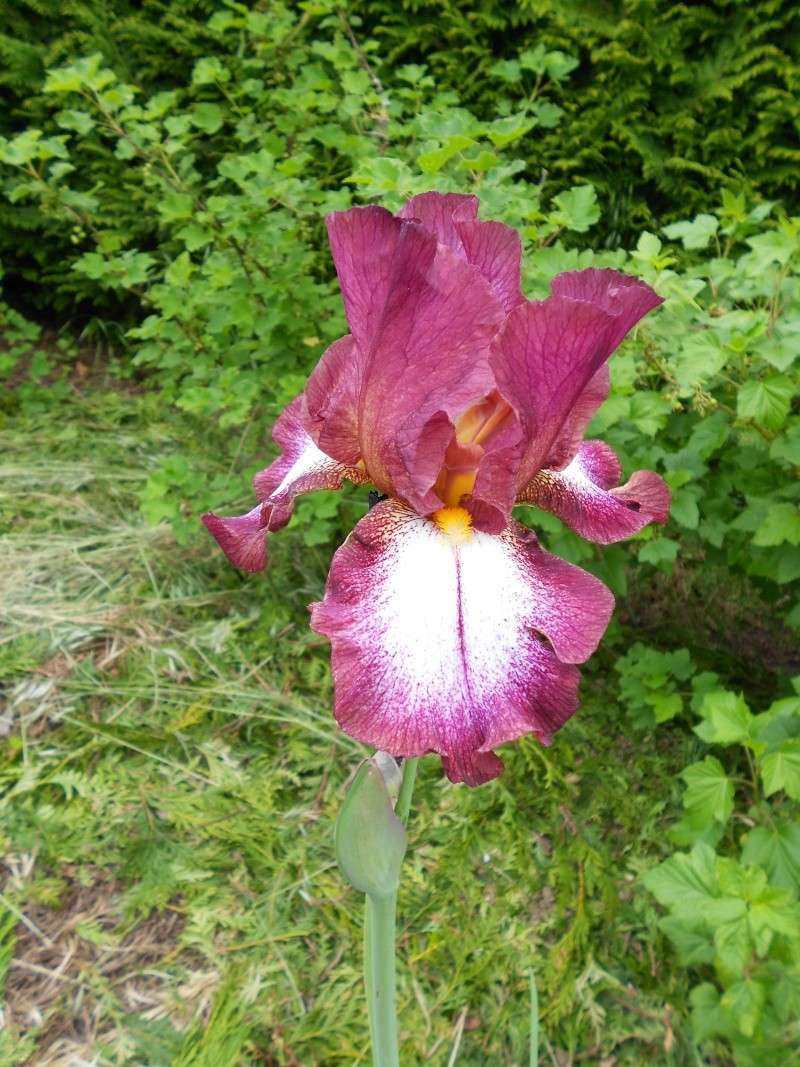 Iris : floraison 2014 - Page 9 Dscn0410