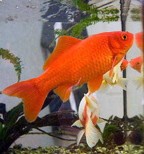 Le Poisson Rouge !! 290px-10
