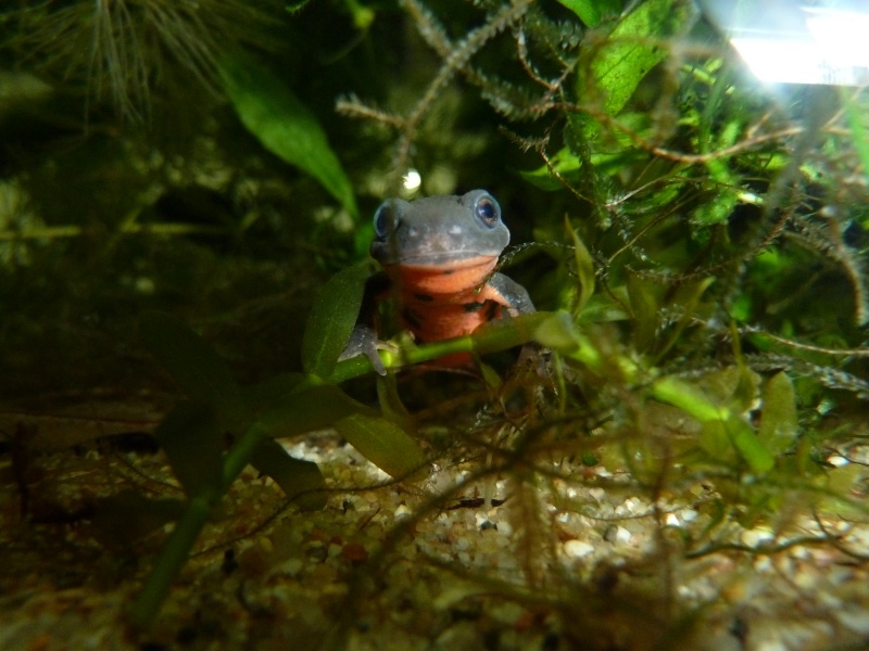 Cynops pyrrhogaster (nouvelle taxo au complet) Immacu11
