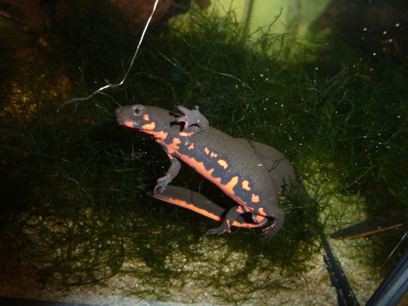 Cynops pyrrhogaster (nouvelle taxo au complet) Kanto_10