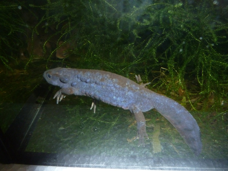 Cynops pyrrhogaster (nouvelle taxo au complet) P1110910