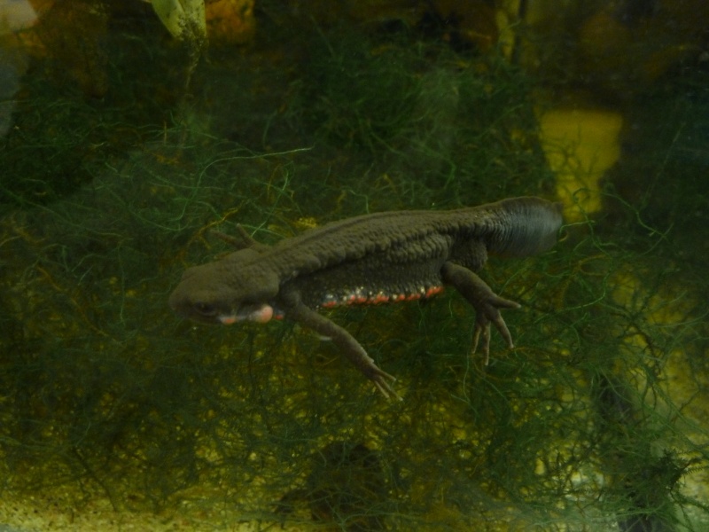 Cynops pyrrhogaster (nouvelle taxo au complet) P1130510