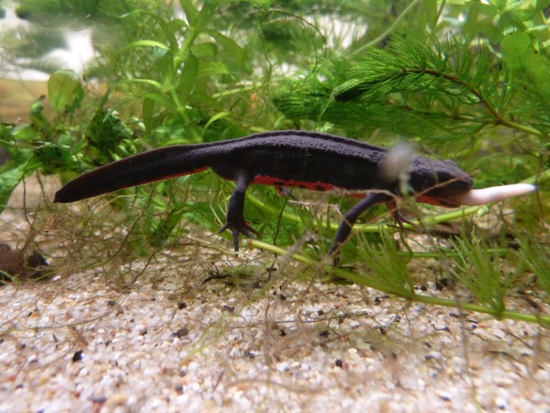 Cynops pyrrhogaster (nouvelle taxo au complet) P1130514