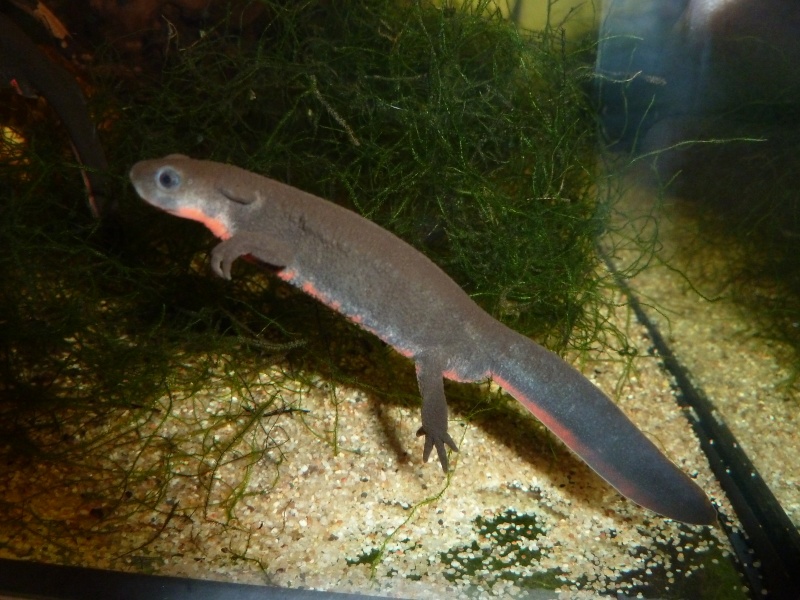 Cynops pyrrhogaster (nouvelle taxo au complet) P1130517