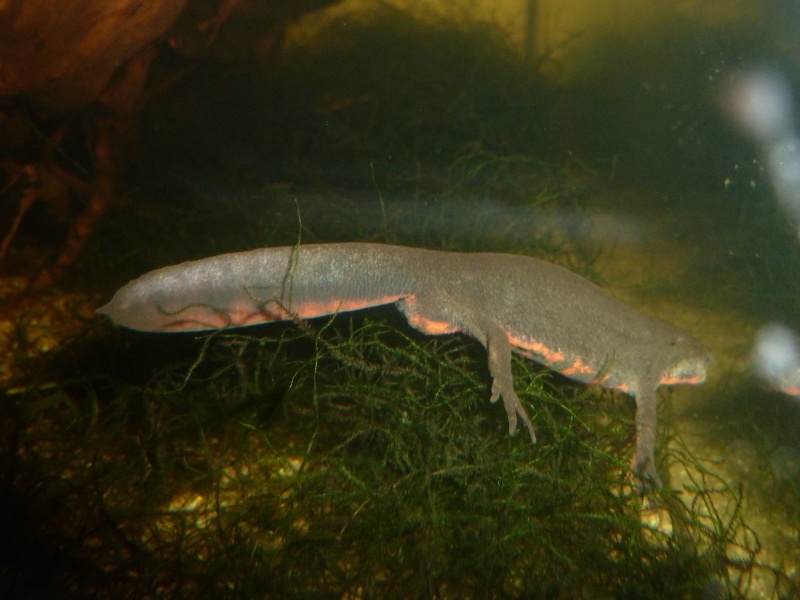 Cynops pyrrhogaster (nouvelle taxo au complet) P1130910