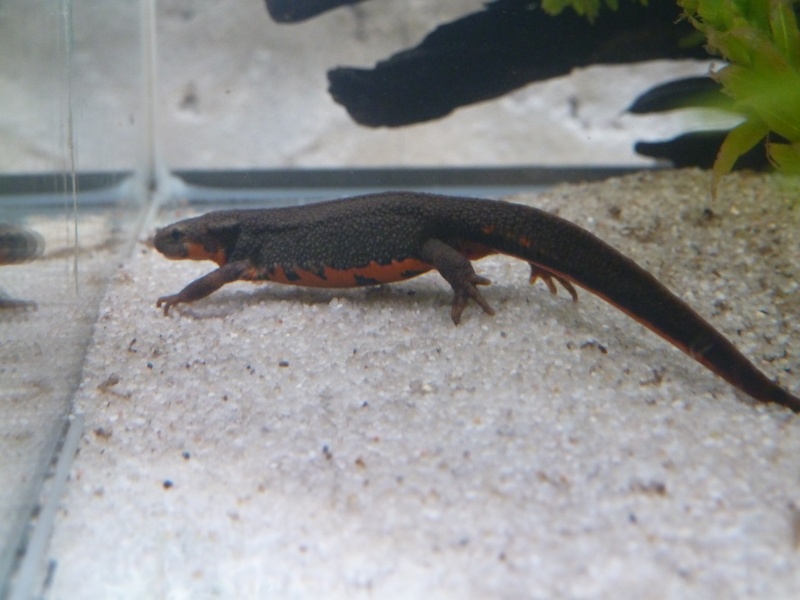 Cynops pyrrhogaster (nouvelle taxo au complet) Shiz_210