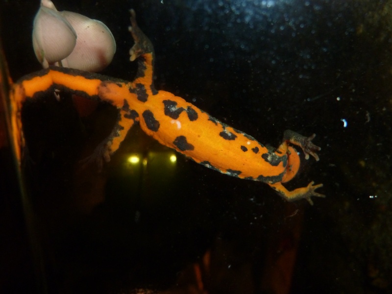 Cynops pyrrhogaster (nouvelle taxo au complet) Shizuo10