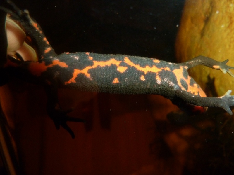 Cynops pyrrhogaster (nouvelle taxo au complet) Yamaga11