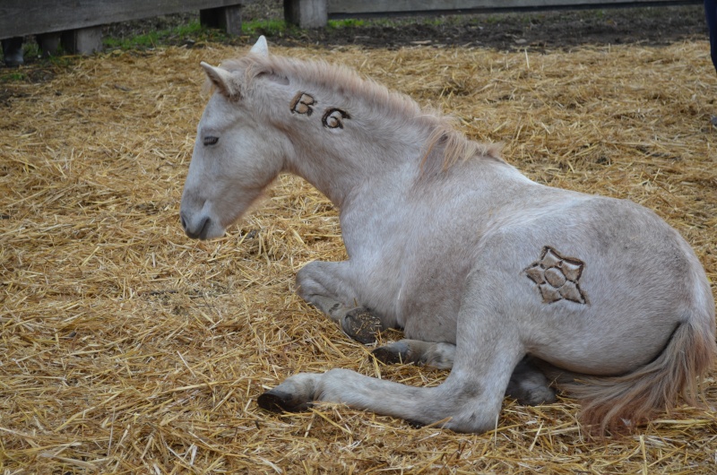 La Camargue Dsc_0113