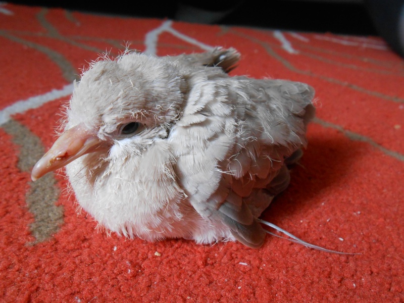 Pigeon - jeunes oiseaux avec pattes écartées Dscn4414