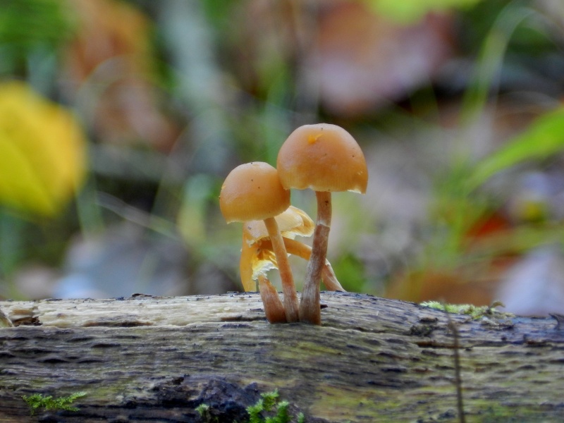 C'est la période des champignons !! - Page 3 Champi13