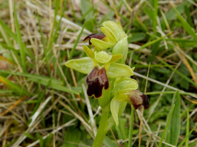 Flore du sud de la France - Page 2 Ophrys10