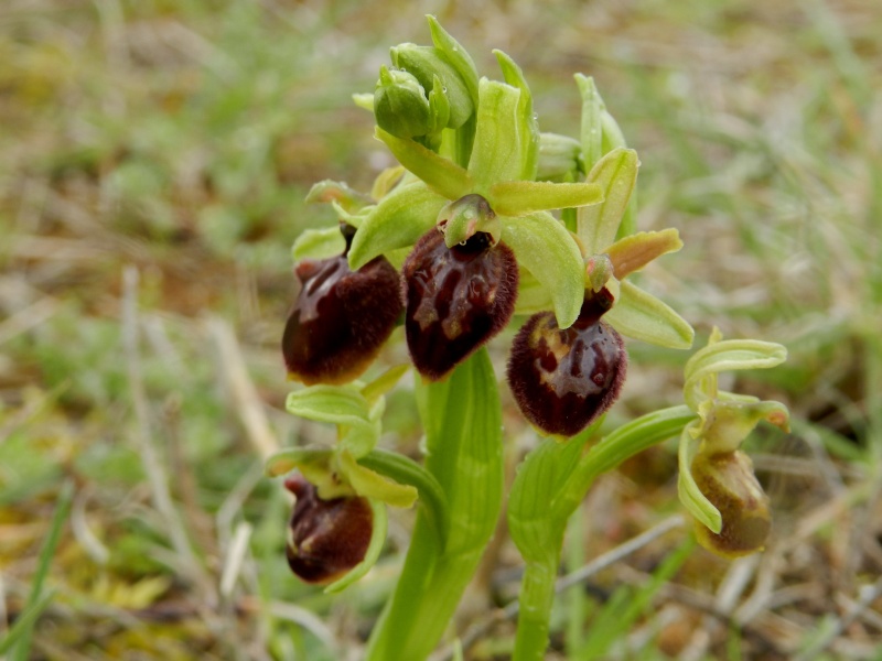 Flore du sud de la France - Page 2 Ophrys11