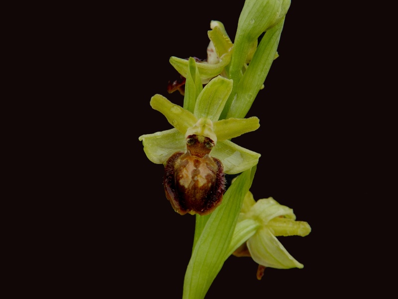 Flore du sud de la France - Page 2 Ophrys13