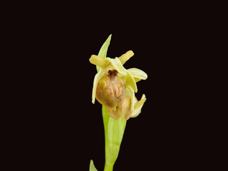 Flore du sud de la France - Page 2 Ophrys14