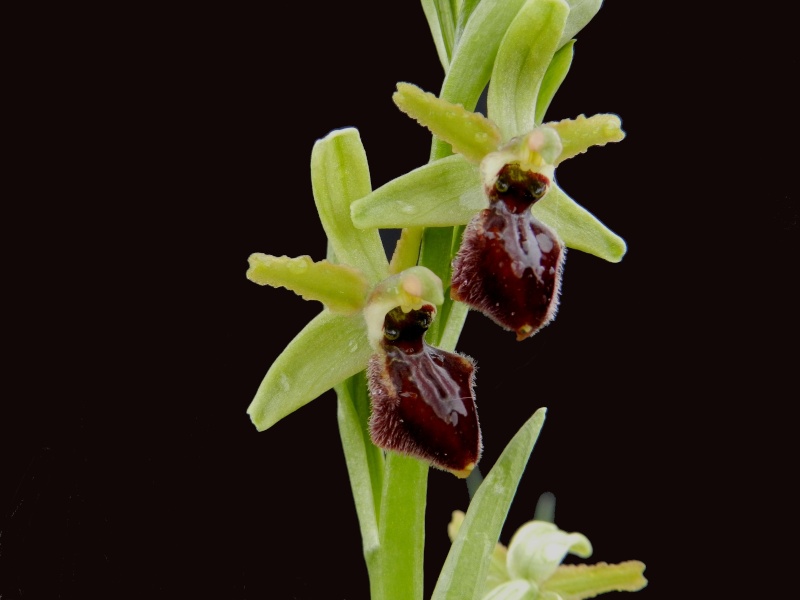 Flore du sud de la France - Page 2 Ophrys16