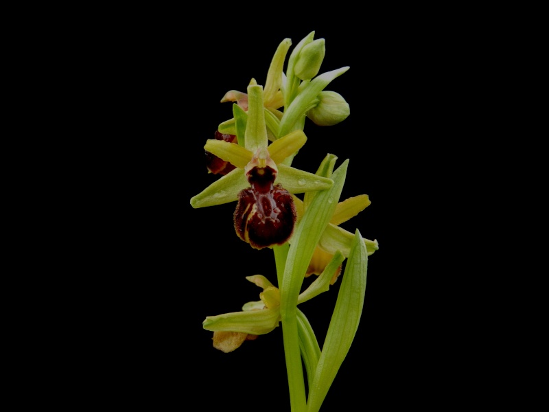 Flore du sud de la France - Page 2 Ophrys18