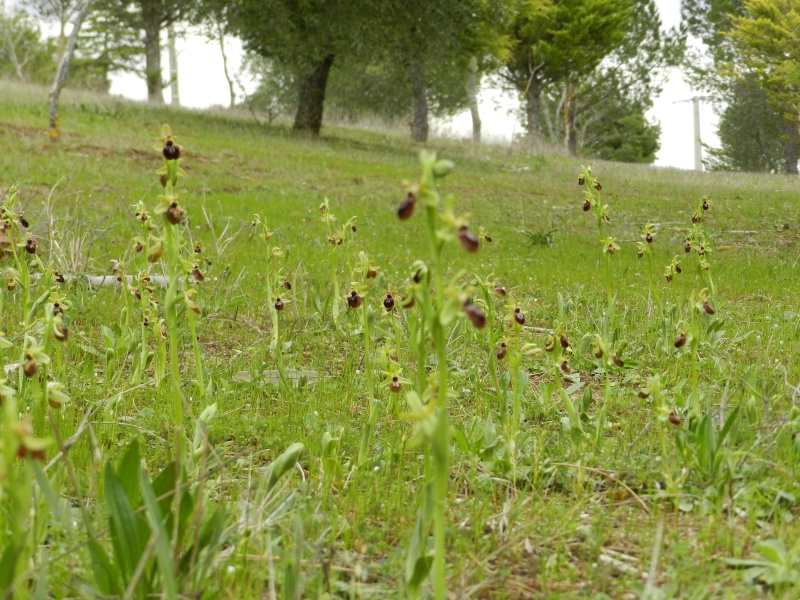 Flore du sud de la France - Page 2 Ophrys19
