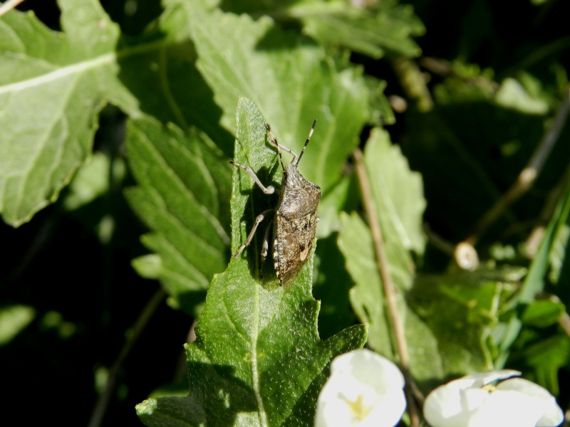 Grillon, sauterelle, demoiselles et autres insectes - Page 22 Punais11