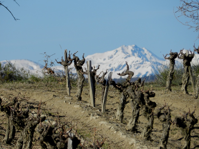 Malras "voyage en pays Cathare" à deux pas des pyrénées - Page 5 Vigne110